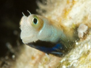 Alloblenius pictus